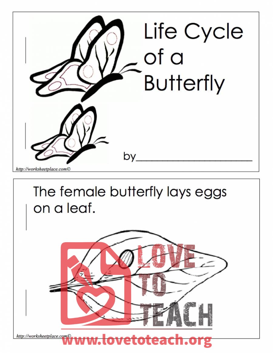 Life Cycle of a Butterfly Book