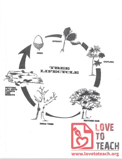 Tree Life Cycle