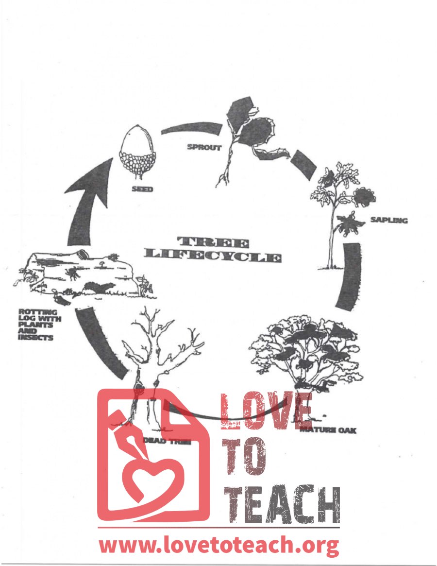Tree Life Cycle