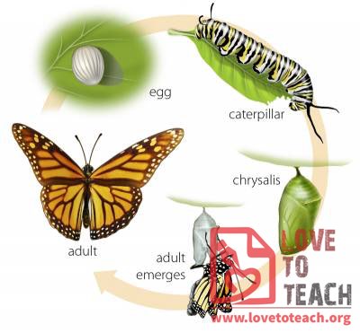 Life Cycle of a Butterfly Pictures