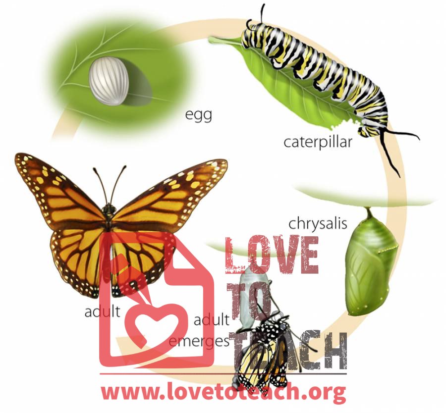 Free Printable Butterfly Life Cycle For Kids Free Printable Butterfly Life Cycle For Kids