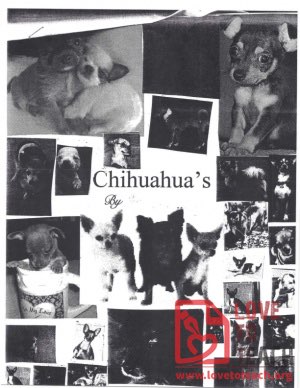 Animal Report Example - Chihuahuas