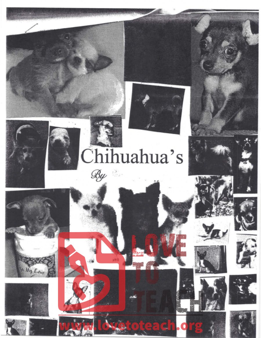 Animal Report Example - Chihuahuas