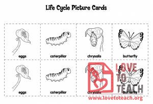 Life Cycle of a Butterfly Sequencing