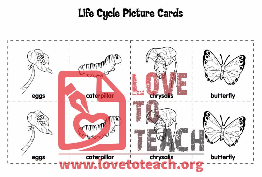 Life Cycle of a Butterfly Sequencing