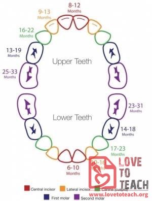 Teething Timeline