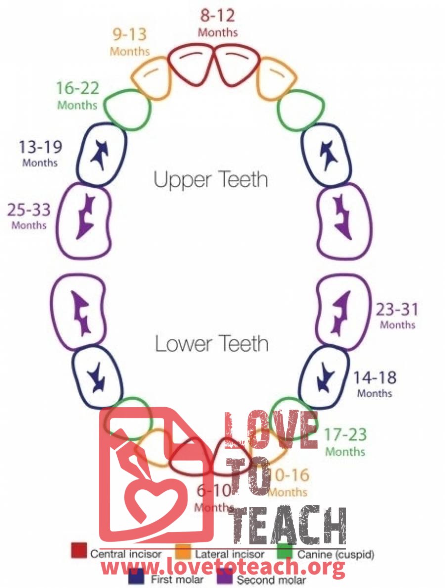 Teething Timeline