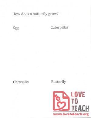 How does a butterfly grow?