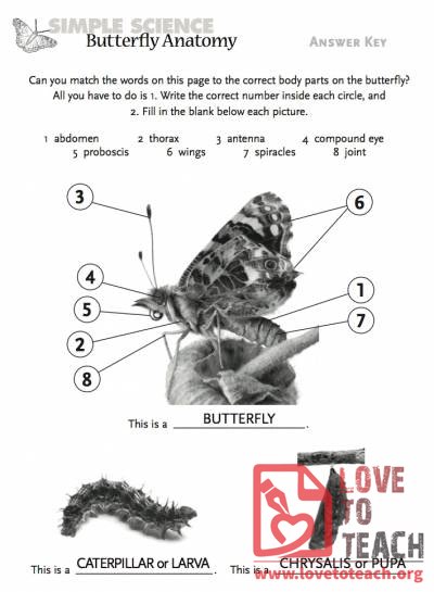 Butterfly Anatomy