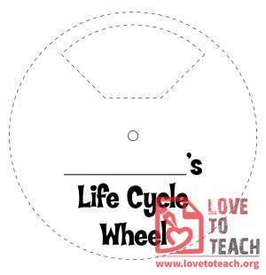 Life Cycle of a Butterfly Wheel