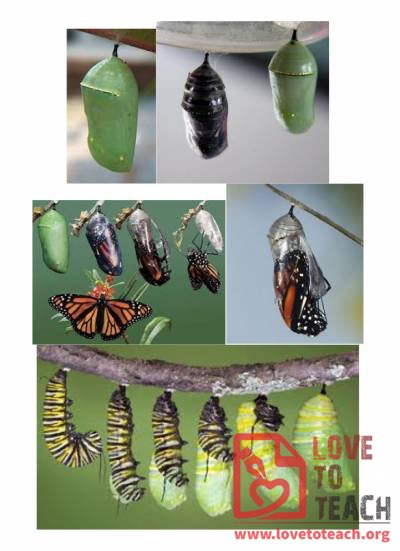 Life Cycle of a Butterfly Unit Pictures