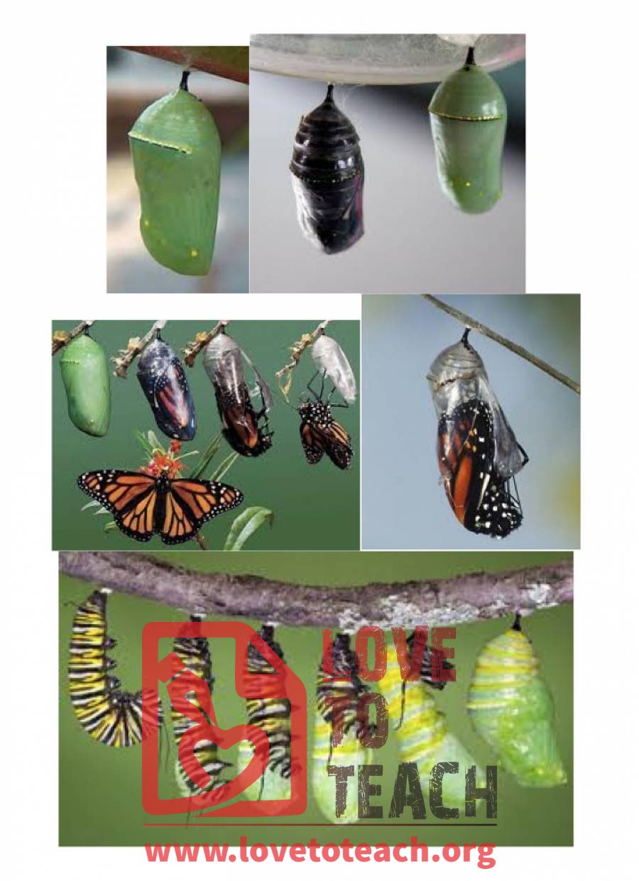 Life Cycle of a Butterfly Unit Pictures